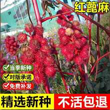 �����²ɼt����N��M�����������ș�İ����Ӳ�����|��ľ�N��