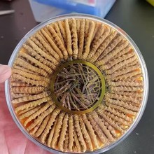 西藏冬虫夏草蛹虫草那曲虫草干货高海拔冬虫草王东虫源头批发
