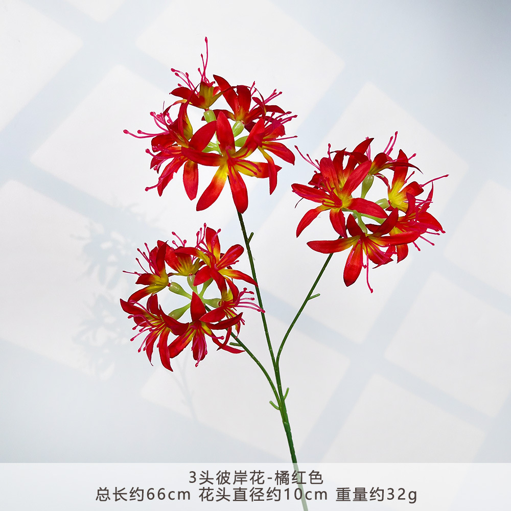 HXX-3 Đầu Spider Lily - Cam Đỏ