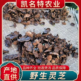 灵芝;参类滋补品;竹笋类