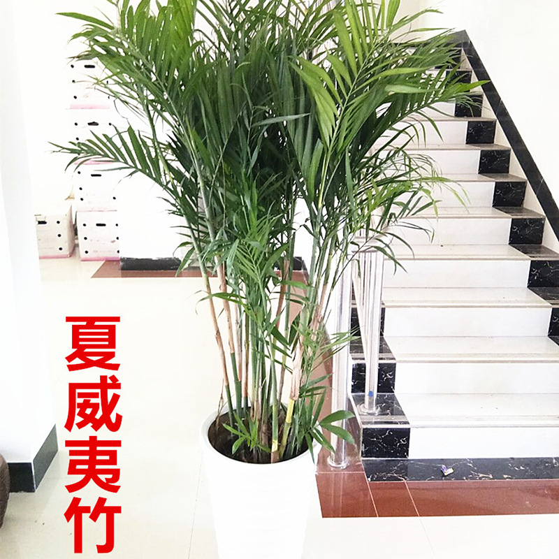 散尾葵植物盆栽夏威夷竹子凤尾竹室内好养活客厅大型落地装饰绿植
