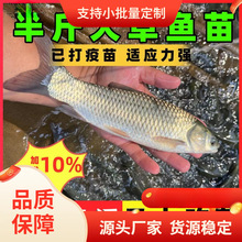大鱼苗淡水好养殖可食用鱼四大家鱼鲩鱼半斤特大鱼鱼苗