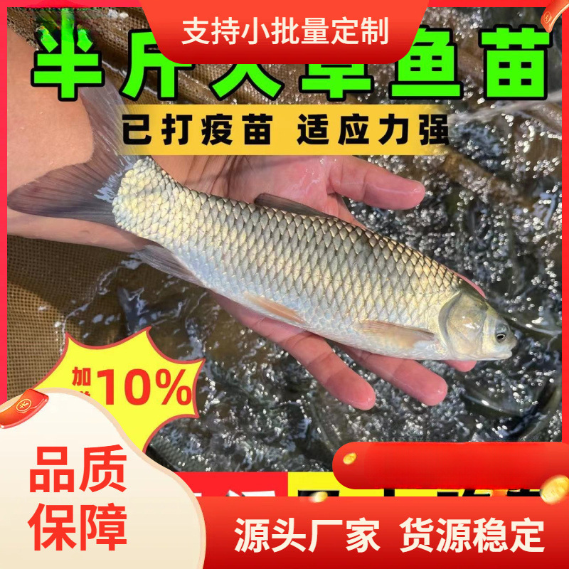 大鱼苗淡水好养殖可食用鱼四大家鱼鲩鱼半斤特大鱼鱼苗
