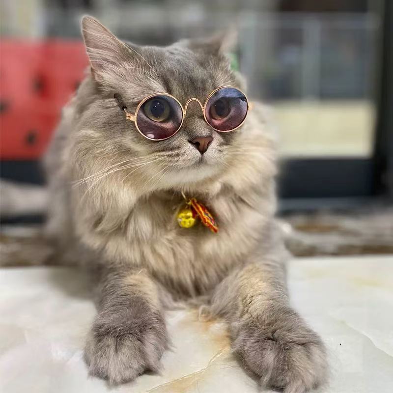 时尚宠物眼镜 猫咪墨镜狗狗太阳镜泰迪个性搞怪头饰毛绒宠物配饰|undefined