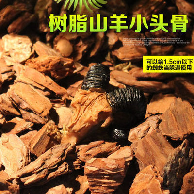 Acuario pecera decoración plantas acuáticas paisajismo dinosaurio resina cráneo reptil Paisajismo/cráneo decorativo