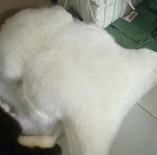 ��ɫ������ëƤ��̺��ëɳ�l�|Ƥëһ�w�͏d�����h����߅��̺