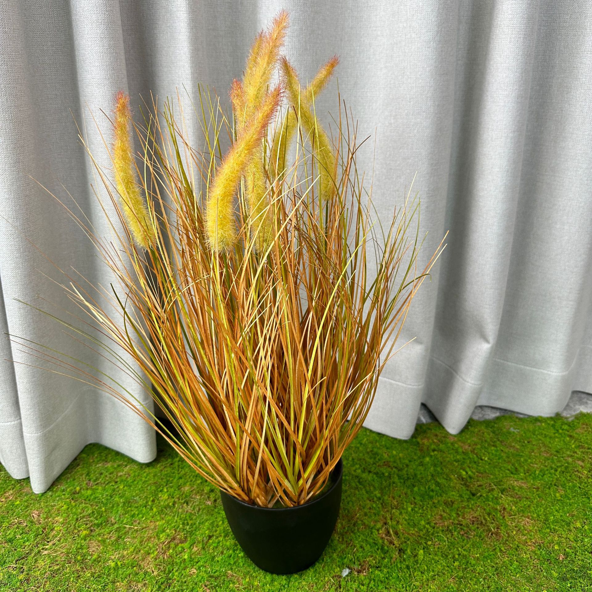Hierba de cola de perro de color otoñal (50cm de altura)