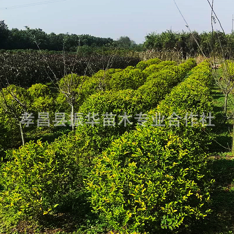 e9cbb7f6874b67e41b031fada81237