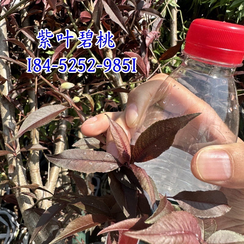 紫叶碧桃粉红花碧桃重瓣碧桃双瓣碧桃树苗碧桃产地桃树山桃毛桃树