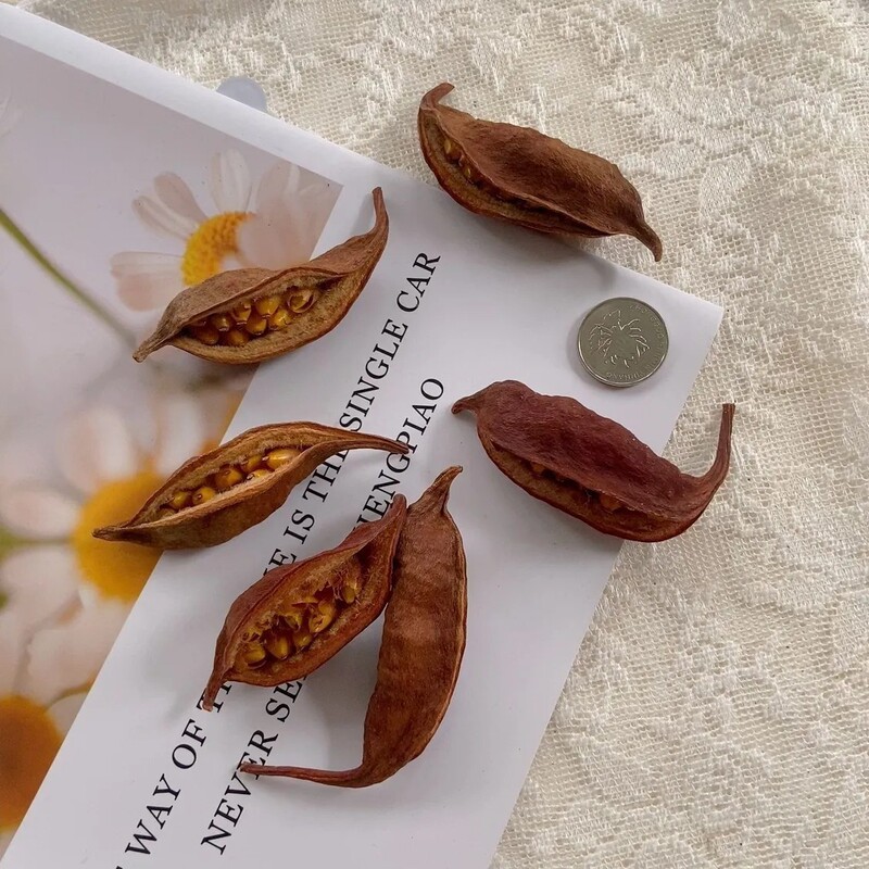 【Little Boat Fruit】Natural Real Flower Dried Flower Handmade Specimen Fruit Shell Decoration for Wine Bottle Tree Bean