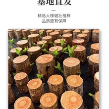 带芽巴西木水培植物幸运木桌面绿植盆栽办公室室内水养小盆栽景