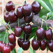 ���Ҙ�����ذ����R����������l������܇���� ���������