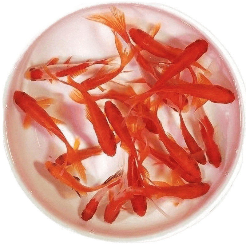小金魚卸売、活魚、観賞魚、小卸売、鯉、鯉、三色赤白子頭、入門レベルの耐久性のあるヘアエクステンション|undefined