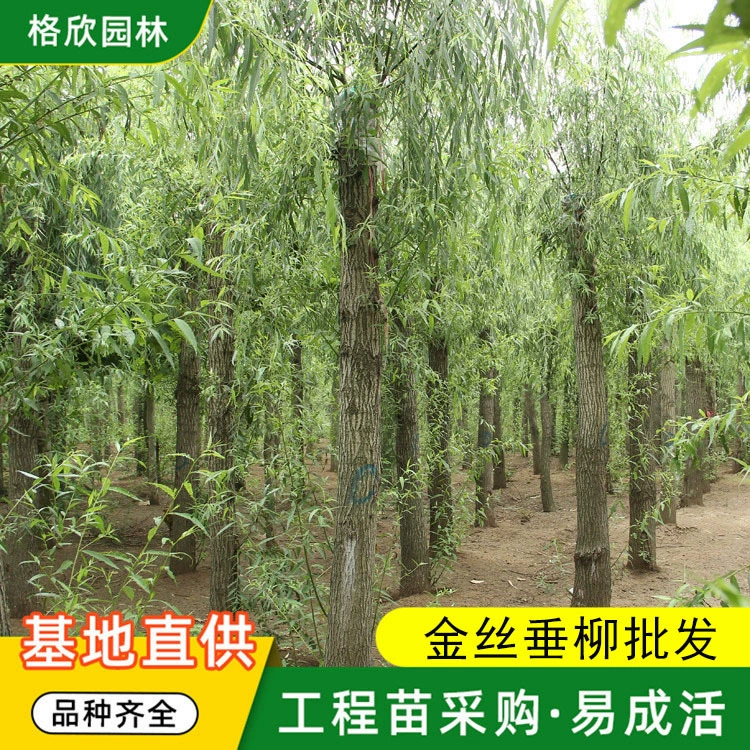 Плачущая ива Золотой шелк Плачущая ива Оптовый проект во дворе Озеленение рассады Сад Уличные деревья Пейзаж Деревья Лиственные деревья
