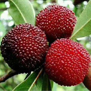 �ؑc��÷��|����÷���Ĵ���÷�� �F�ݗ�÷����ϗ�÷����