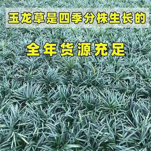 Dwarf Ophiopogon Japonicus Courtyard Jade Dragon Grass Greening Four-Season Evergreen Square Plate Green Plant Potted Plant Warm and Cold-Resistant Ultra-Low Ground Cover Plant