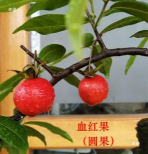���J�������辰�Ϙ��[�O�k���Ғ���옶�������Ϙ�Ѫ�t�m����ƿ