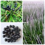 麦冬草种子耐寒矮草苗四季草坪国产多年生种籽庭院种