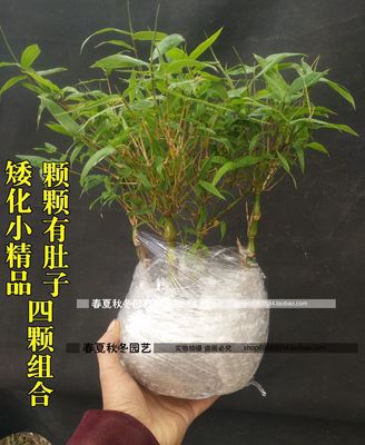 4개의 드워프 작은 부티크