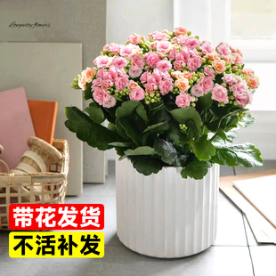 Premium Longevity Flower Potted Plant with Double-Petaled Large Seedlings, Golden Fox Florals, Succulent Plants, Indoor Desktop, Easy to Grow Green Plants
