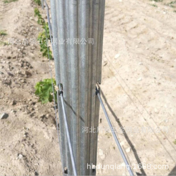 葡萄园葡萄树支架葡萄架农用金属立柱热镀锌五味子立柱钢丝拉线