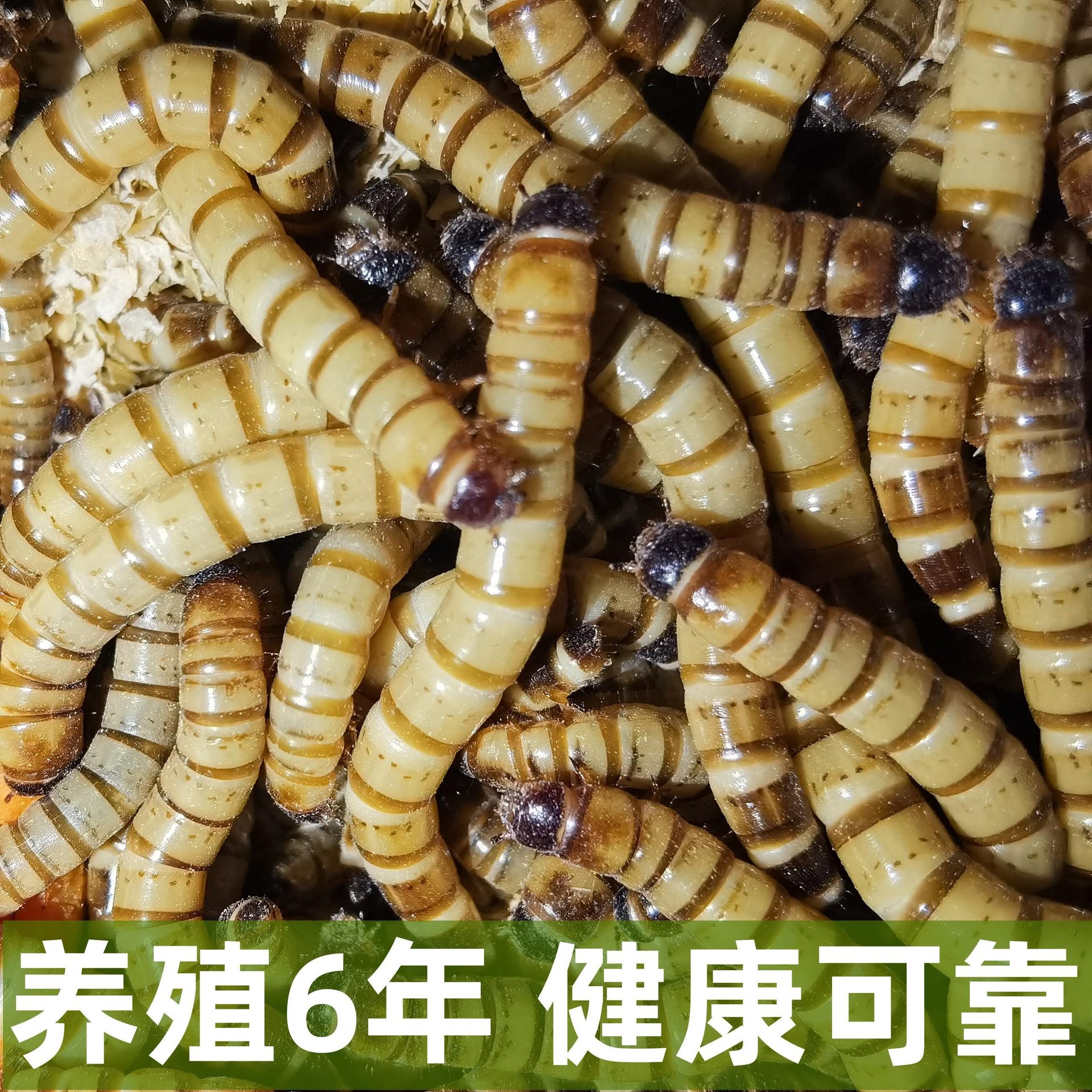 Gecko arowana bugs barley worms free shipping pet live bird food feed starling national live live worms mealworms