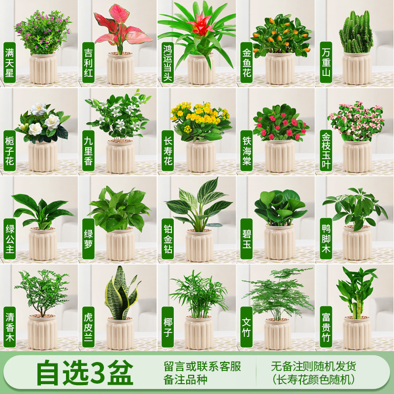 3개의 냄비, 다양한 품종, 비고