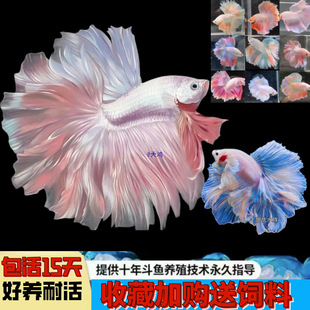 ̩�����~�鼆�~�^�p�~��ˮ�~�Ꭷ��ˮ�~���挙����w���BС�ͷ�ֳ