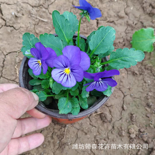 Nursery Wholesale Pansy Pansy Seasonal Grass Flowers Winter Flower Sea Greening Landscape Flower Potted Plants Are in Stock in Large Quantities