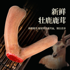 新鮮な鹿の角、血液の多い鹿の角、ワインやスープに漬け、スライスしてナイフでカットでき、新鮮な鹿の角丸ごと