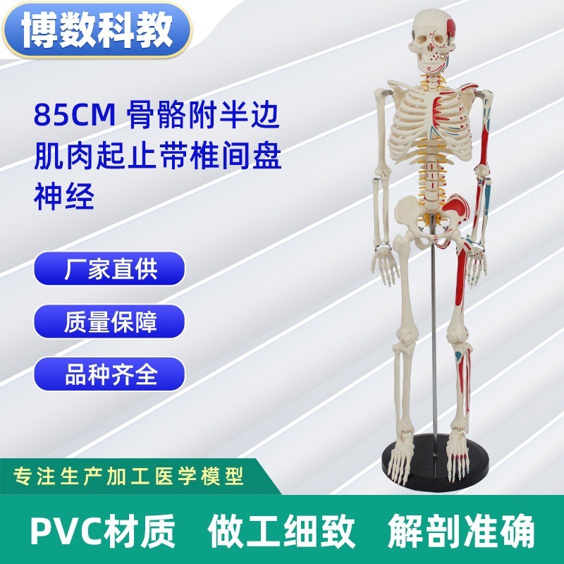 跨境玩具早教人体器官骨骼模型套装科教中小学生DIY组装儿童益智|undefined