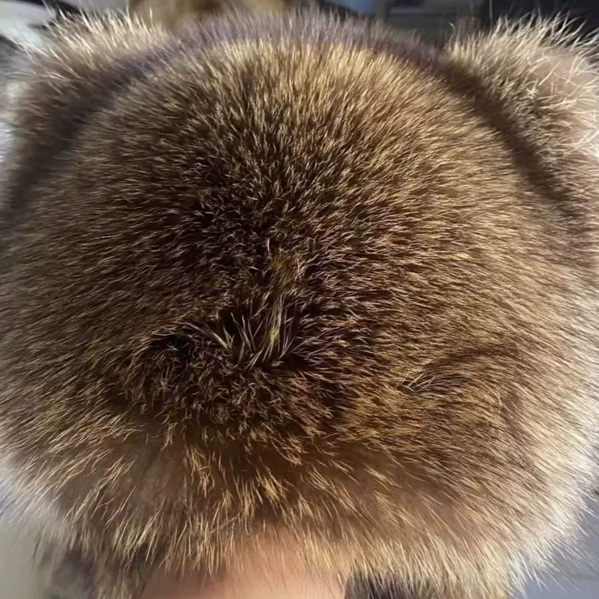 Ушная шапка для маленьких енотов имитирует американский мул