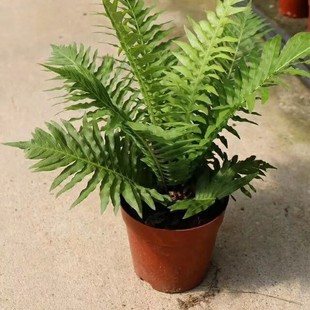 908 wholesale supply of rich fern 20-100cm potted seedlings fern base direct sales