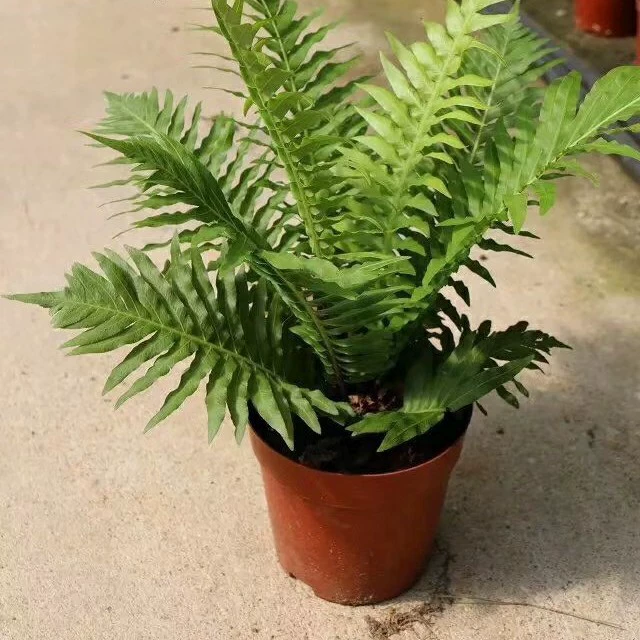 908 оптовая поставка богатых папоротников 20-100 см