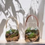 水培植物景观办公室花瓶