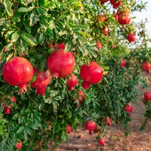 ʯͻ˹ܛͥԺ҃ͥԺϱNֲ޽ˮ