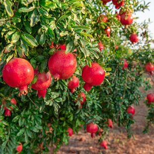 ʯ������ͻ��˹ܛ������ͥԺ�����҃�ͥԺ�ϱ����Nֲ�޽�ˮ����