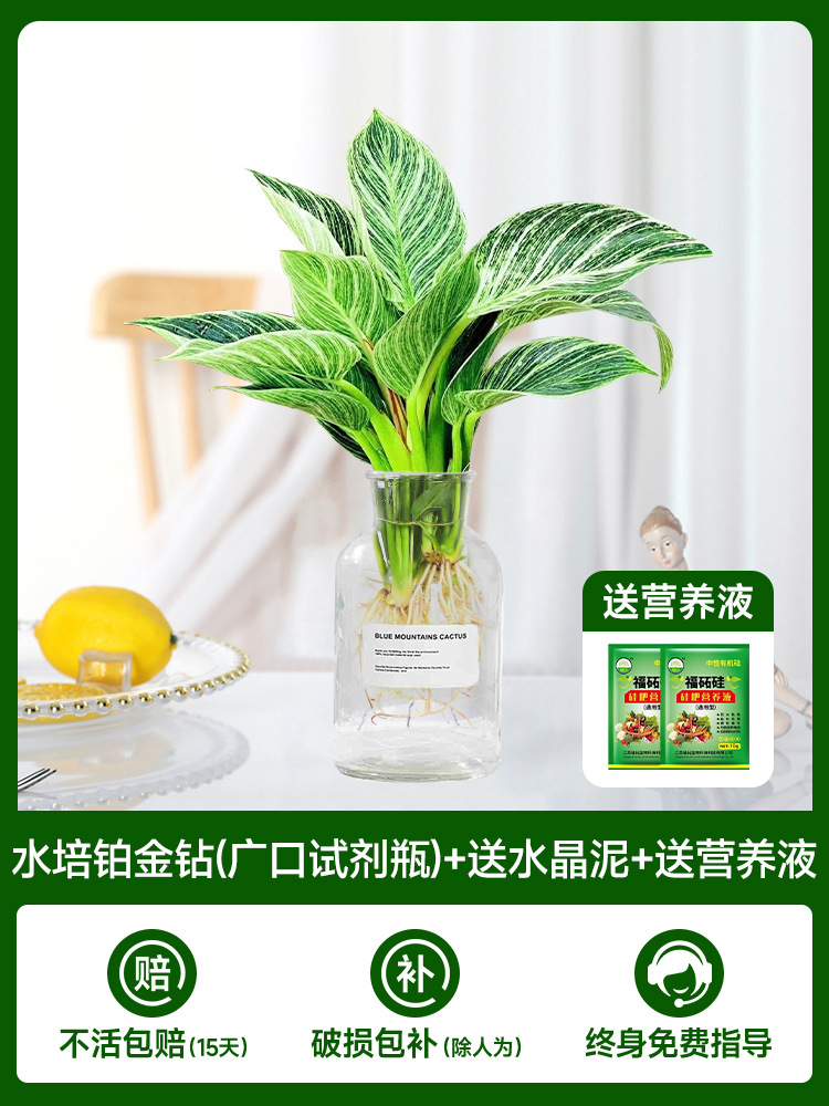 [메인사진] 수경 백금 다이아몬드(입이 넓은 시약병) + 무료 크리스탈 머드 + 무료 영양액