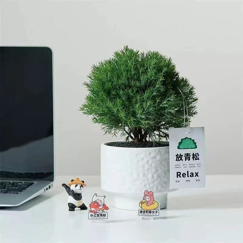 Rime Bonsai Living Room Office Desktop Green Plant Small Bonsai Beautifies the Air All Year Round Evergreen Easy to Feed Pine