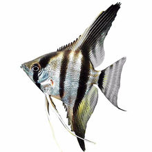 燕鱼斑马神仙鱼热带鱼观赏活体小型淡水好养金头