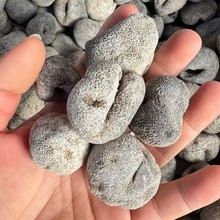 大头珍珠参批发 龙眼参 乌圆球参 去内脏够熟好货淡干45头