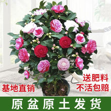 一件代发茶花苗山茶花树苗多色茶花带花苞的绿植花卉盆栽玫瑰花盆