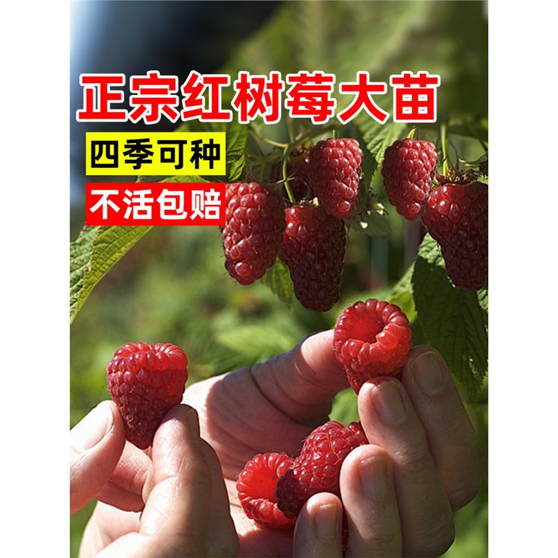 红树莓果苗南方种植当年结果室内外阳台庭院盆栽地栽水果嫁接果树