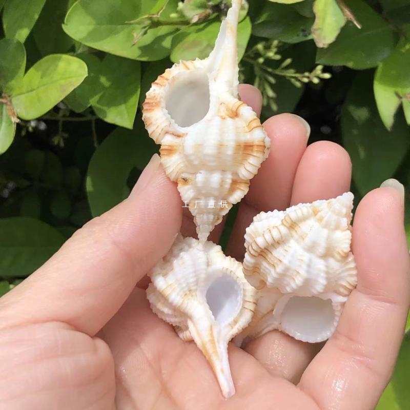 Seto Bone snails natural conch shell fish tank aquarium landscaping…