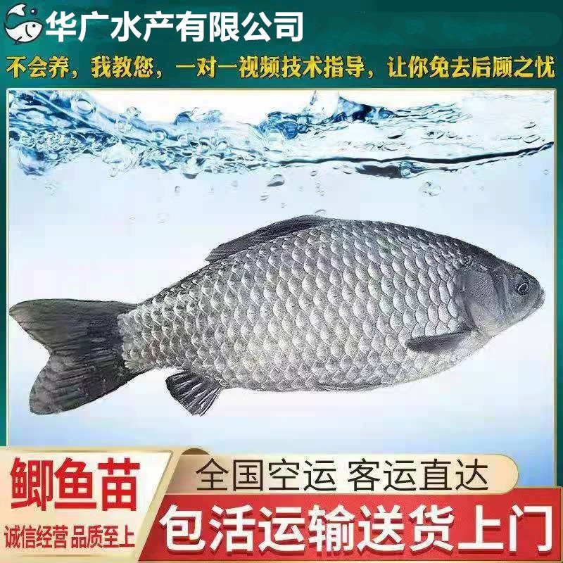 Кобия жареная Zhongke № 5 Zhongke № 3 местная кобия Северо-Восточная кобия Xiangyun кобия свежая партия водных продуктов