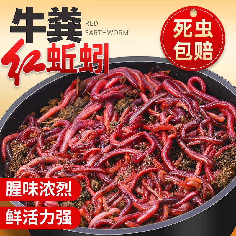 牛粪蚯蚓活体红蚯蚓红蛆红虫鲜活盒装活物钓鱼饵料鱼饵渔具店批发