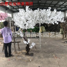 ��ɫ�ѻ������٘��bѻ����̈��Ƶ��c���Ùѻ��侰�^�S�