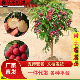 一件代发嫁接荔枝树苗无核桂味妃子笑荔枝树大苗四季荔枝树苖南方