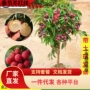 南方无核四季妃子笑树苗