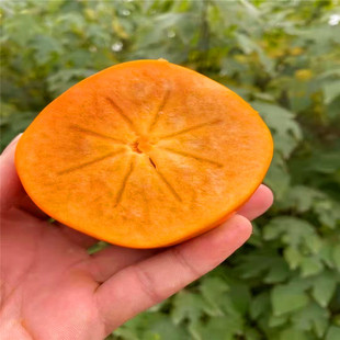 �޽����Ә������ �ձ��������� ��S������ 1��������������